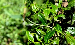 曼松贡茶最简单的辨别方式，您知道吗？