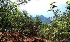 勐宋坝檬古树普洱茶怎么样?