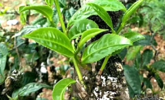 邦盆老寨古树茶特点,邦盆与老班章的区别