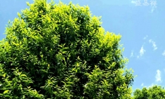 我是怎么形容景迈的茶,鉴别景迈古树茶