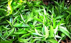 班盆,香高韵长赛班章普洱茶
