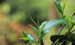 为什么澜沧古刹0085是景迈山古树熟茶标杆?