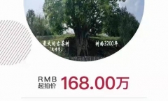 ��������������10������Ҷ��ժȨ�ĳ�1068��Ԫ����